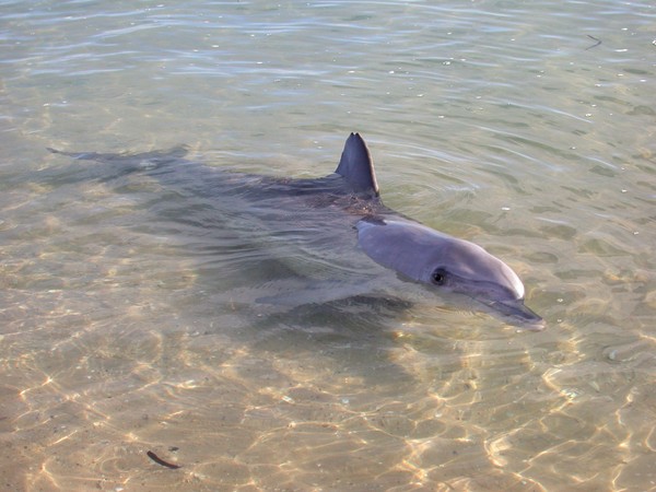 Dolphins